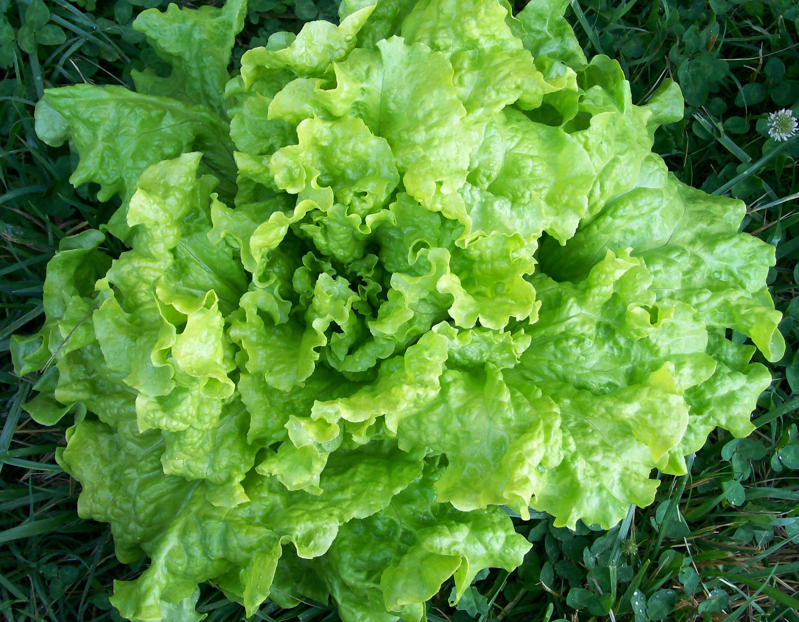 Black Seeded Simpson Lettuce